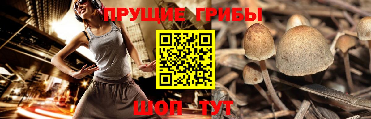 Псилоцибиновые грибы MAGIC MUSHROOMS  Вход с VPN  Новотроицк  Псилоцибиновые грибы MAGIC MUSHROOMS 